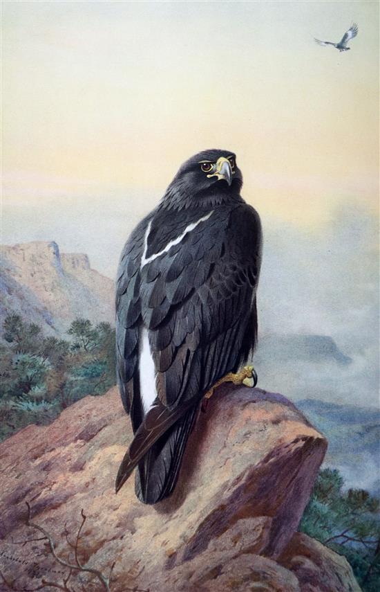 Archer, Geoffrey Francis Sir and Godman, Eva M. - The Birds of British Somaliland and the Gulf of Aden ...,